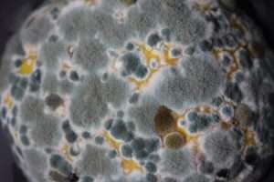Air Duct Cleaning Remove Mould